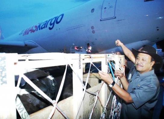 Program `Sapi Berlian`Targetkan Sapi Beranak 5 Juta Ekor dalam 5 Tahun